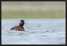 Geoorde fuut, Black-necked Grebe, Podiceps nigricollis Location: Twente, the Netherlands geoorde fuut D2 1299 kopie